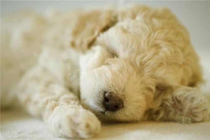 狗狗来大姨妈怎么办?