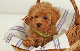 狗狗来大姨妈怎么办?