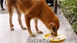 狗狗为什么会吃便便—新手养狗