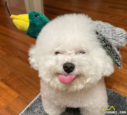 被溺爱长大的比熊，会有这几种坏性格，你家有吗?