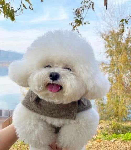 被溺爱长大的比熊，会有这几种坏性格，你家有吗?