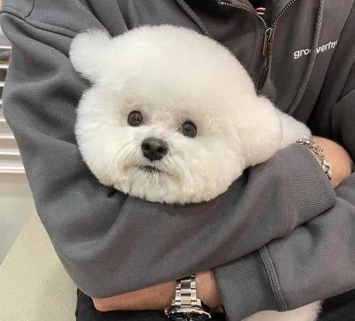 被溺爱长大的比熊，会有这几种坏性格，你家有吗?