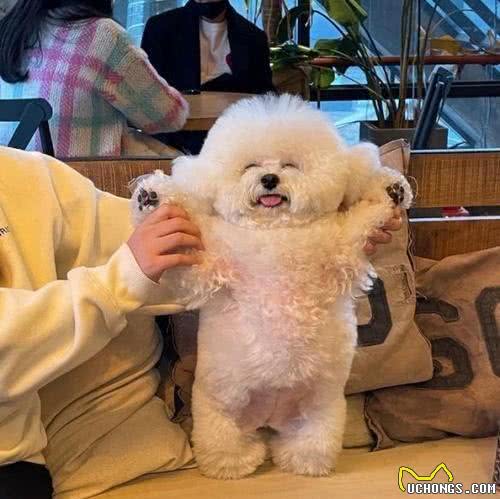 被溺爱长大的比熊,会有这几种坏性格,你家有吗?