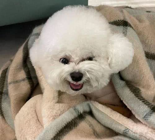 被溺爱长大的比熊，会有这几种坏性格，你家有吗?