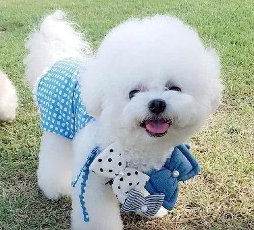 被溺爱长大的比熊,会有这几种坏性格,你家有吗?