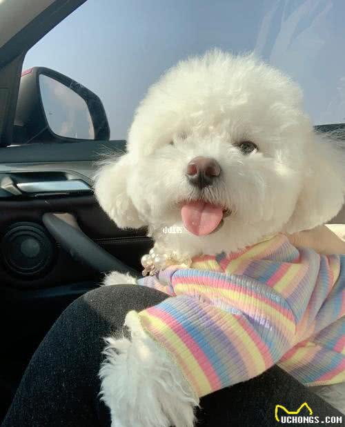 被溺爱长大的比熊,会有这几种坏性格,你家有吗?