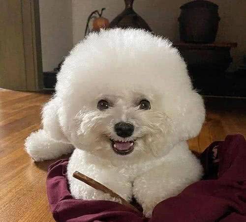 被溺爱长大的比熊,会有这几种坏性格,你家有吗?