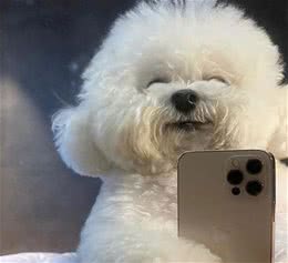 被溺爱长大的比熊，会有这几种坏性格，你家有吗?