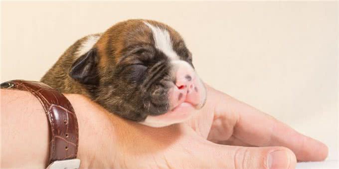 揭密:狗狗的睡姿暴露了不同的性格，一说一个准