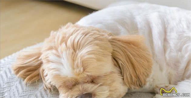 揭密:狗狗的睡姿暴露了不同的性格,一说一个准