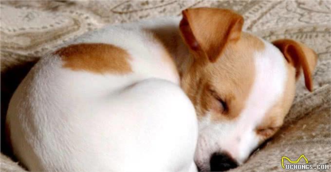 揭密:狗狗的睡姿暴露了不同的性格，一说一个准