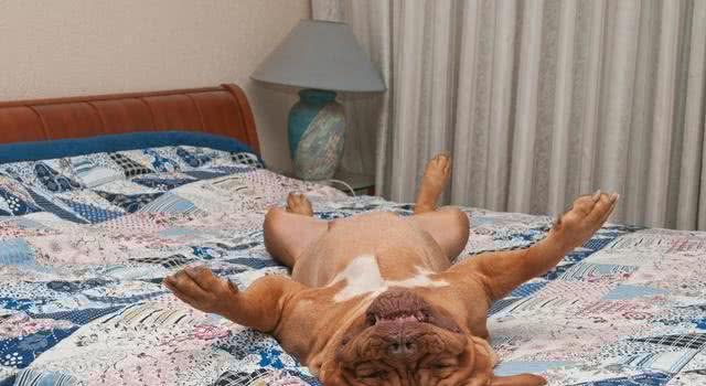 揭密:狗狗的睡姿暴露了不同的性格，一说一个准