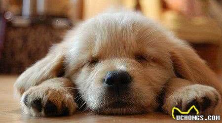 揭密:狗狗的睡姿暴露了不同的性格，一说一个准