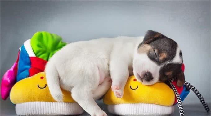 揭密:狗狗的睡姿暴露了不同的性格,一说一个准