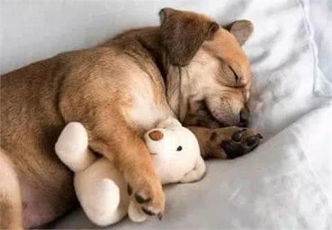 揭密:狗狗的睡姿暴露了不同的性格，一说一个准