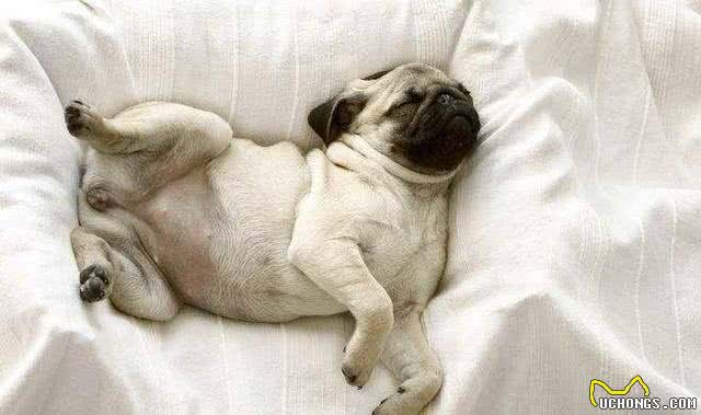 揭密:狗狗的睡姿暴露了不同的性格，一说一个准