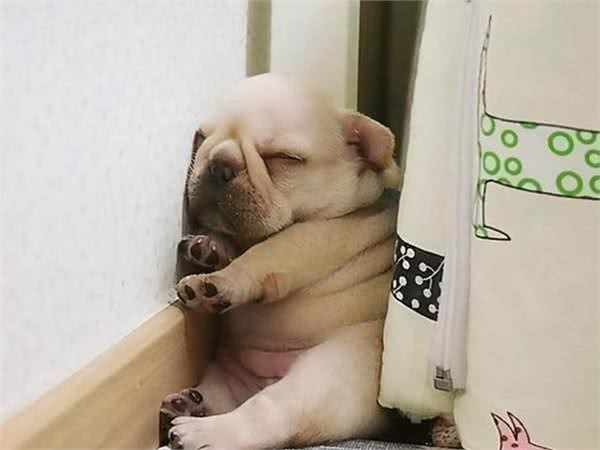 揭密:狗狗的睡姿暴露了不同的性格,一说一个准