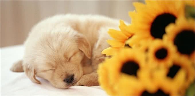 揭密:狗狗的睡姿暴露了不同的性格,一说一个准