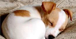 揭密:狗狗的睡姿暴露了不同的性格，一说一个准