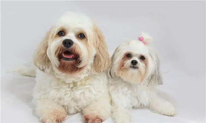 宠物狗多久洗澡一次比较好?说说正确的洗澡步骤