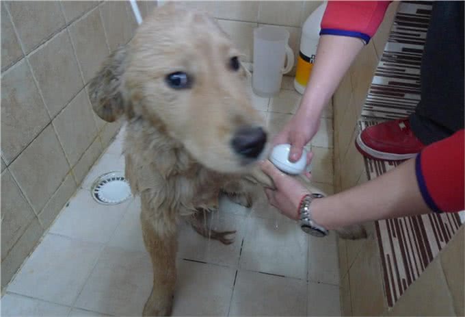 宠物狗多久洗澡一次比较好?说说正确的洗澡步骤