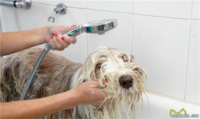 宠物狗多久洗澡一次比较好?说说正确的洗澡步骤