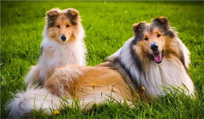 柯利犬有哪些?慎用药可不止伊维菌素