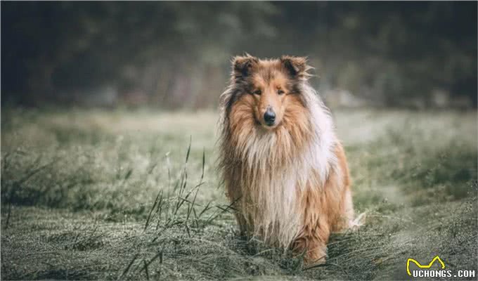 柯利犬有哪些?慎用药可不止伊维菌素