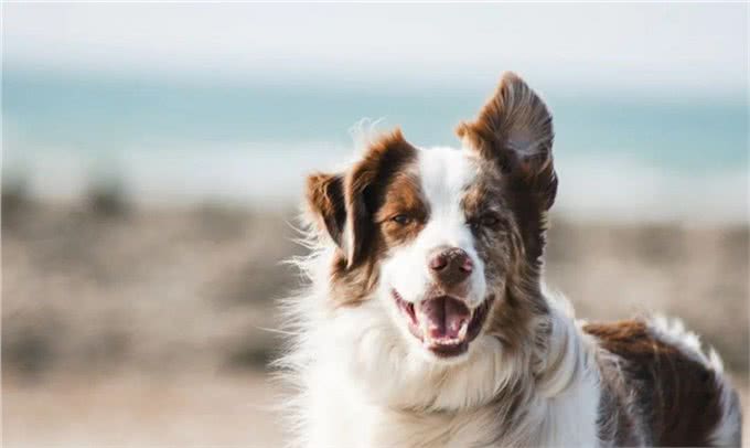 柯利犬有哪些?慎用药可不止伊维菌素