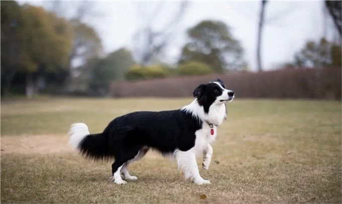 柯利犬有哪些?慎用药可不止伊维菌素