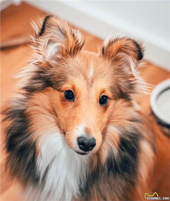 柯利犬有哪些?慎用药可不止伊维菌素