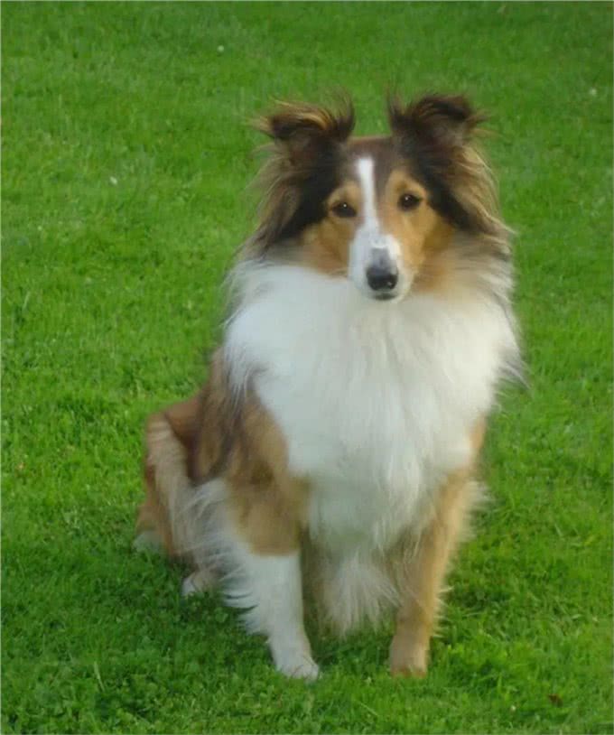 柯利犬有哪些?慎用药可不止伊维菌素