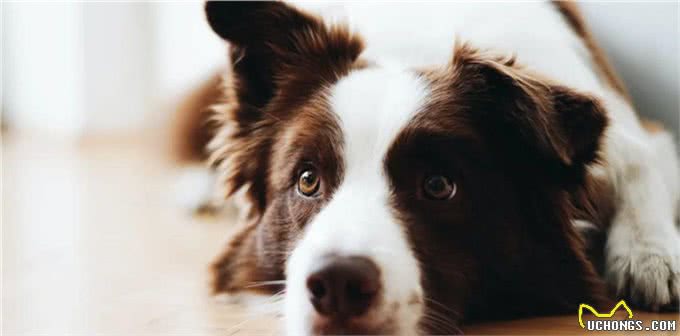 柯利犬有哪些?慎用药可不止伊维菌素