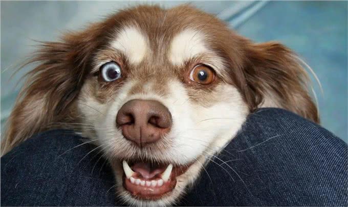 柯利犬有哪些?慎用药可不止伊维菌素