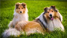 柯利犬有哪些?慎用药可不止伊维菌素