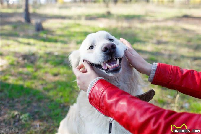狗狗缺钙很危险,铲屎官还不注意就晚了!