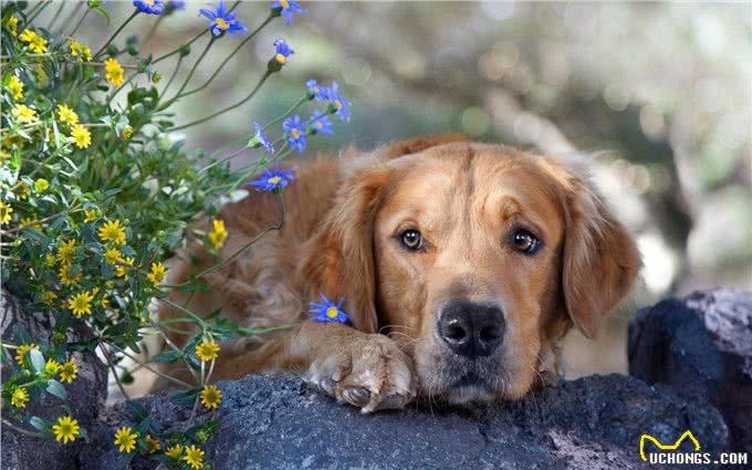 狗狗缺钙很危险,铲屎官还不注意就晚了!