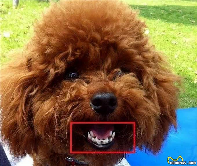 狗狗缺钙很危险,铲屎官还不注意就晚了!