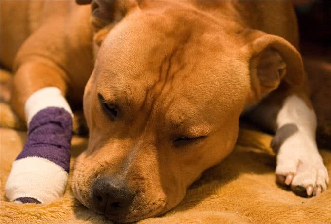 狗狗缺钙很危险,铲屎官还不注意就晚了!