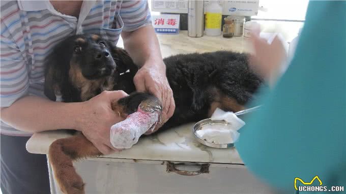 狗狗缺钙很危险，铲屎官还不注意就晚了!