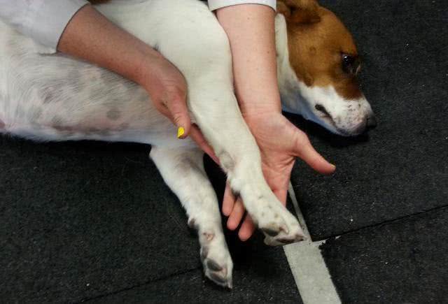 狗狗缺钙很危险,铲屎官还不注意就晚了!