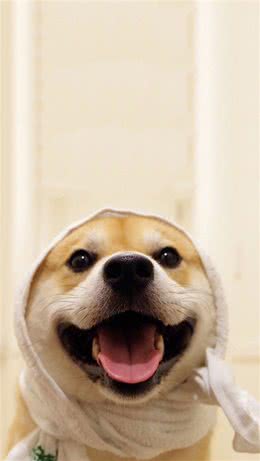 狗狗缺钙很危险，铲屎官还不注意就晚了!