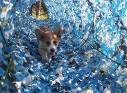 训犬师培训一般多少钱