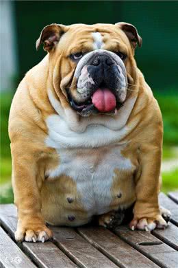 纯种英国斗牛犬鉴定方法