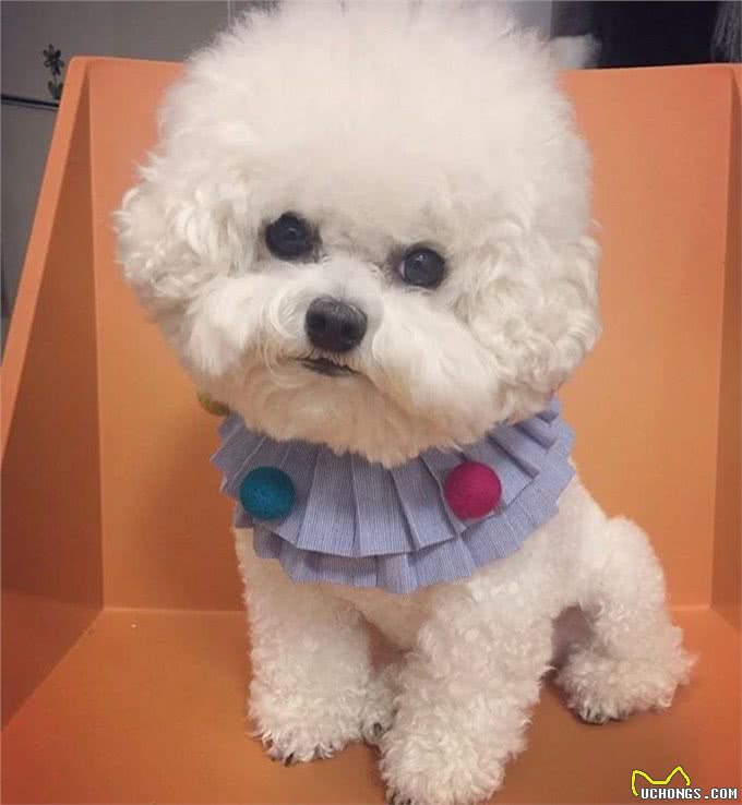 比熊长得可爱，但不是人人都能接受，竟是因为这六个原因