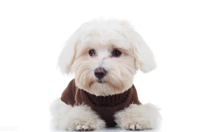 比熊长得可爱，但不是人人都能接受，竟是因为这六个原因