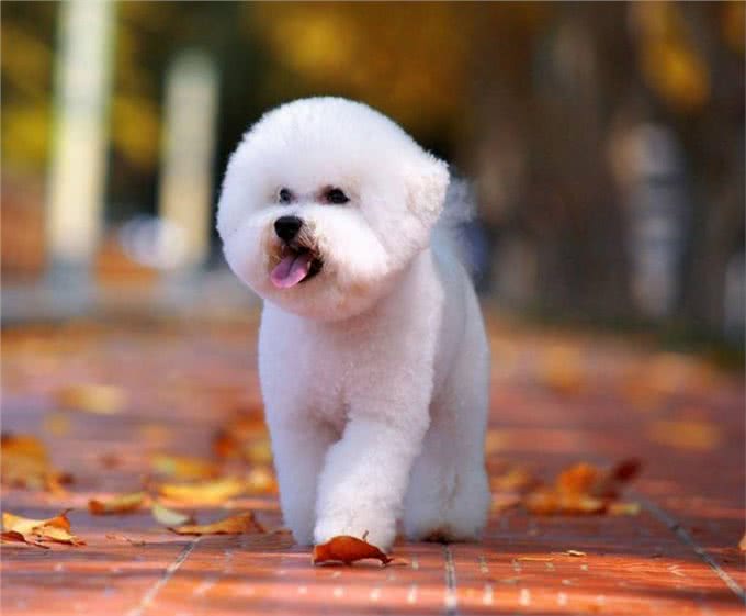 比熊长得可爱，但不是人人都能接受，竟是因为这六个原因