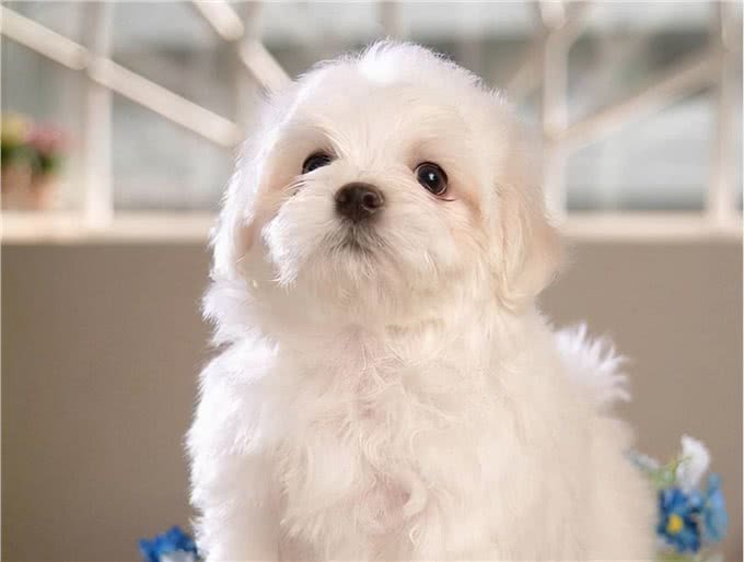 比熊长得可爱，但不是人人都能接受，竟是因为这六个原因