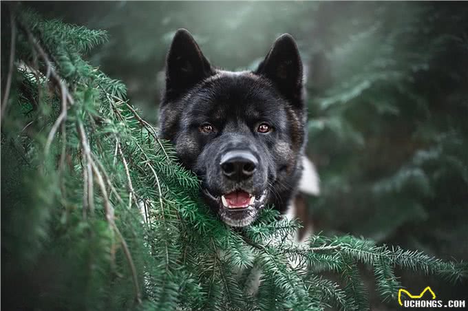 伊珊娜洗护课堂丨夏日快乐小狗的皮毛护理