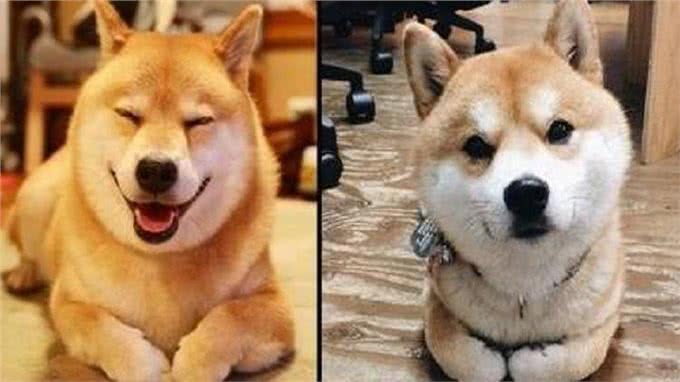 柴犬和秋田的区别，你知道多少呢?